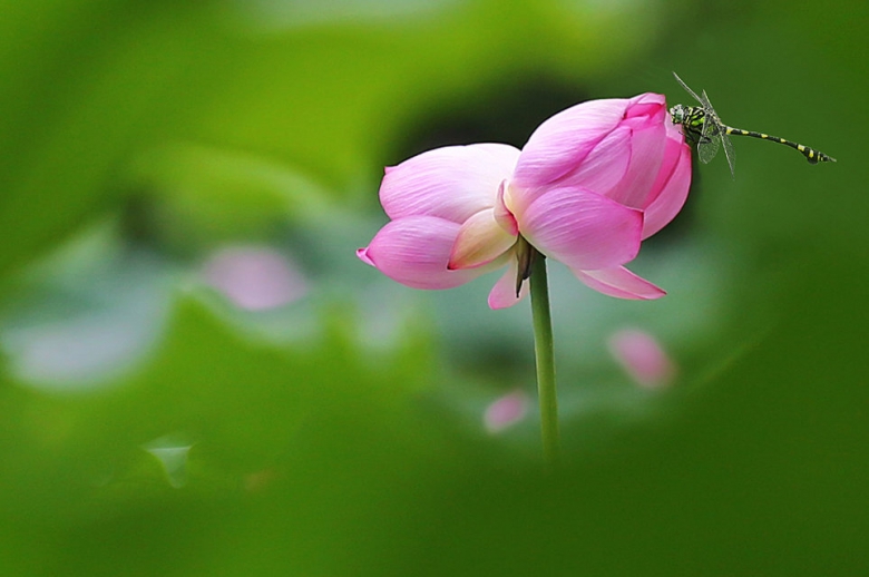 传说中的并蒂花