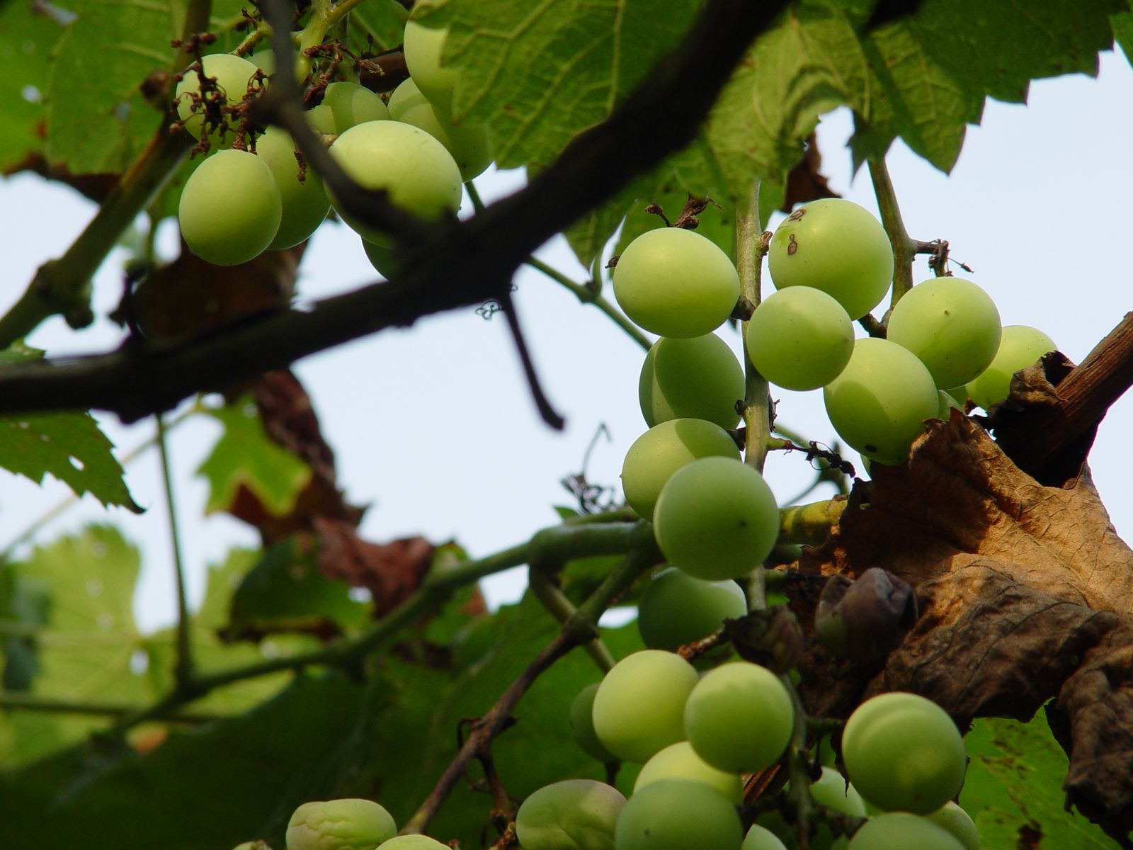单位的酸葡萄 渣技术 - 摄影作品 - chiphell - 分享与交流用户体验