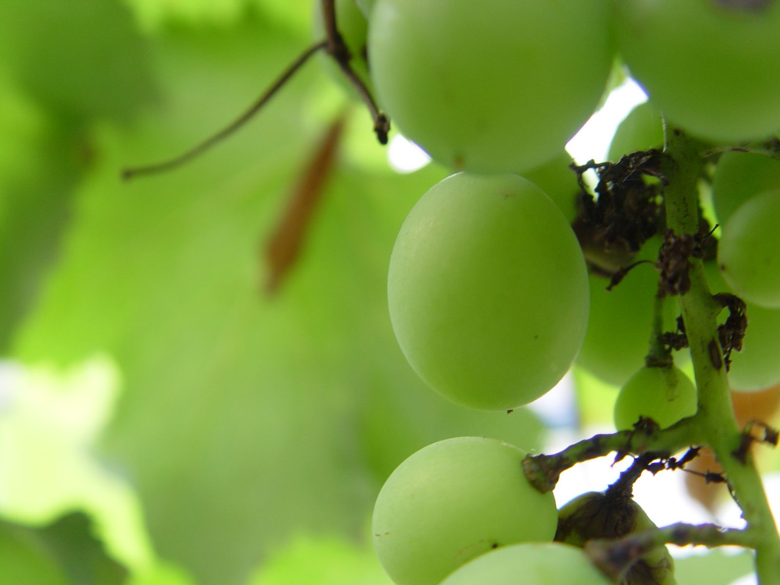 单位的酸葡萄 渣技术 - 摄影作品 - chiphell - 分享与交流用户体验