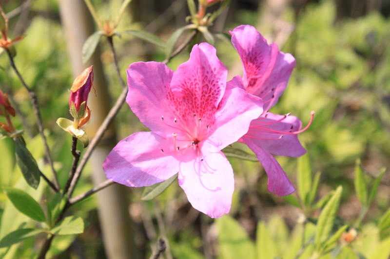 林花谢了春红,太匆匆