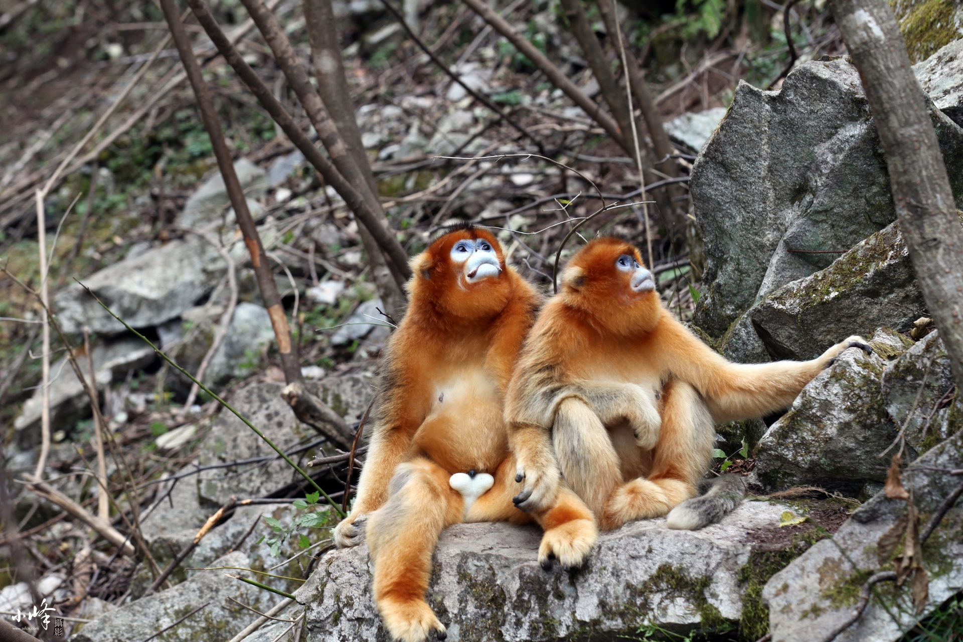 川金丝猴可爱漂亮的美猴王55p