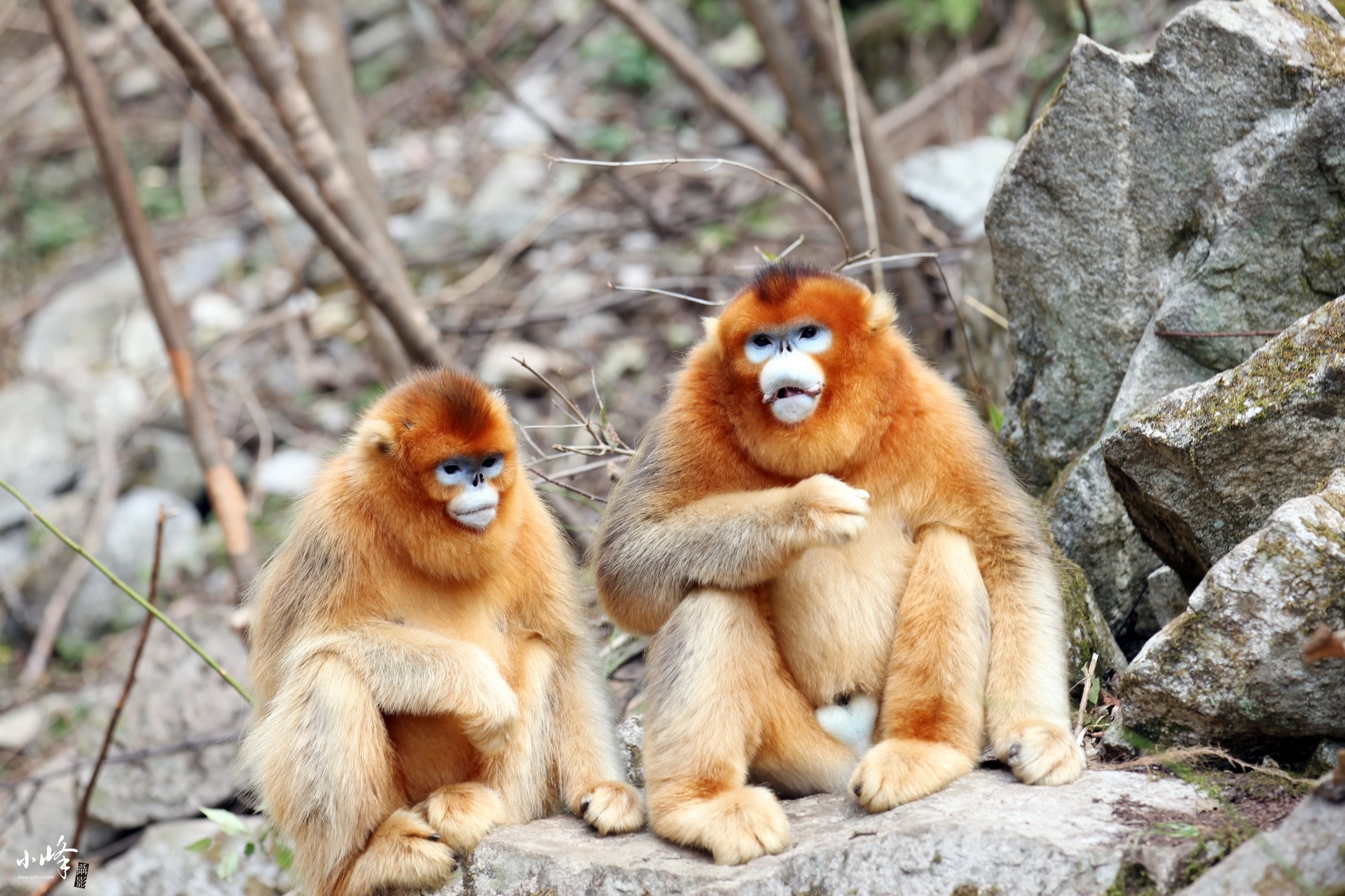川金丝猴可爱漂亮的美猴王55p