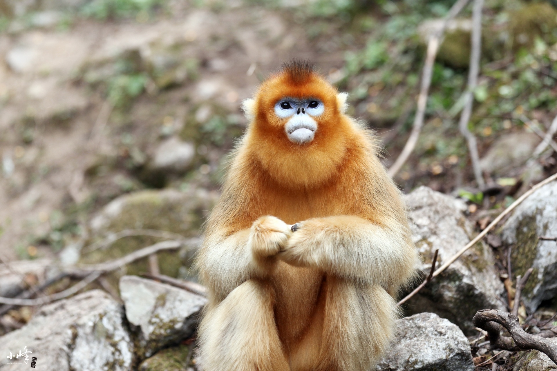 川金丝猴可爱漂亮的美猴王55p