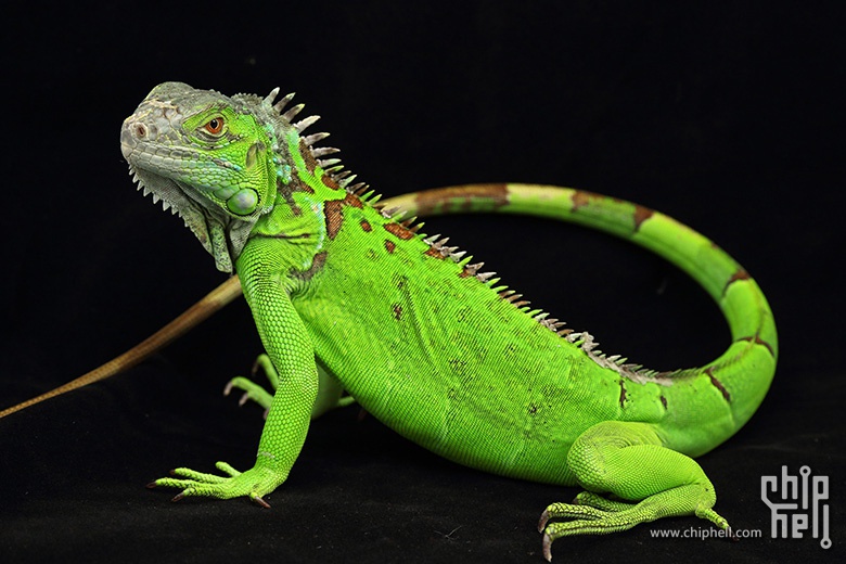 绿鬃蜥各种威风各种萌美图哦