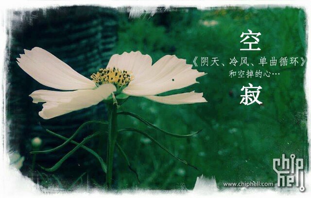 拍照最好的手机,是哪几款?求推荐