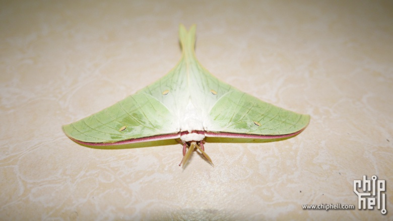 来看有多美 长沙一字蛾 花鸟鱼虫 Chiphell 分享与交流用户体验 手机版 Powered By Discuz