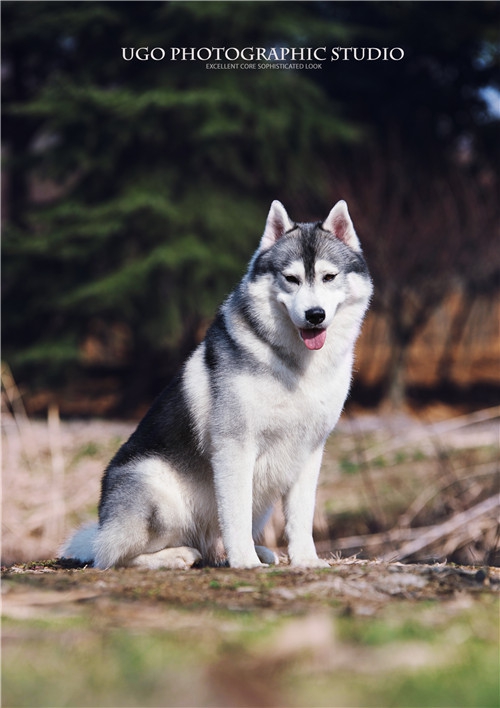 全国冠军哈士奇