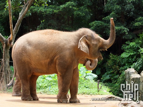 番禺香江野生动物园的动物show
