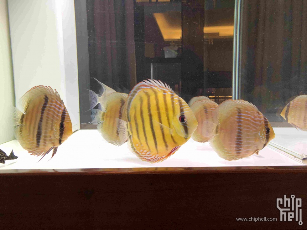 黑格尔七彩神仙近况