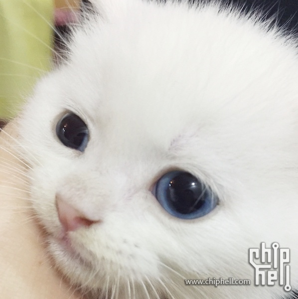 请教下各位,小猫,蓝眼与蓝膜怎么区别?