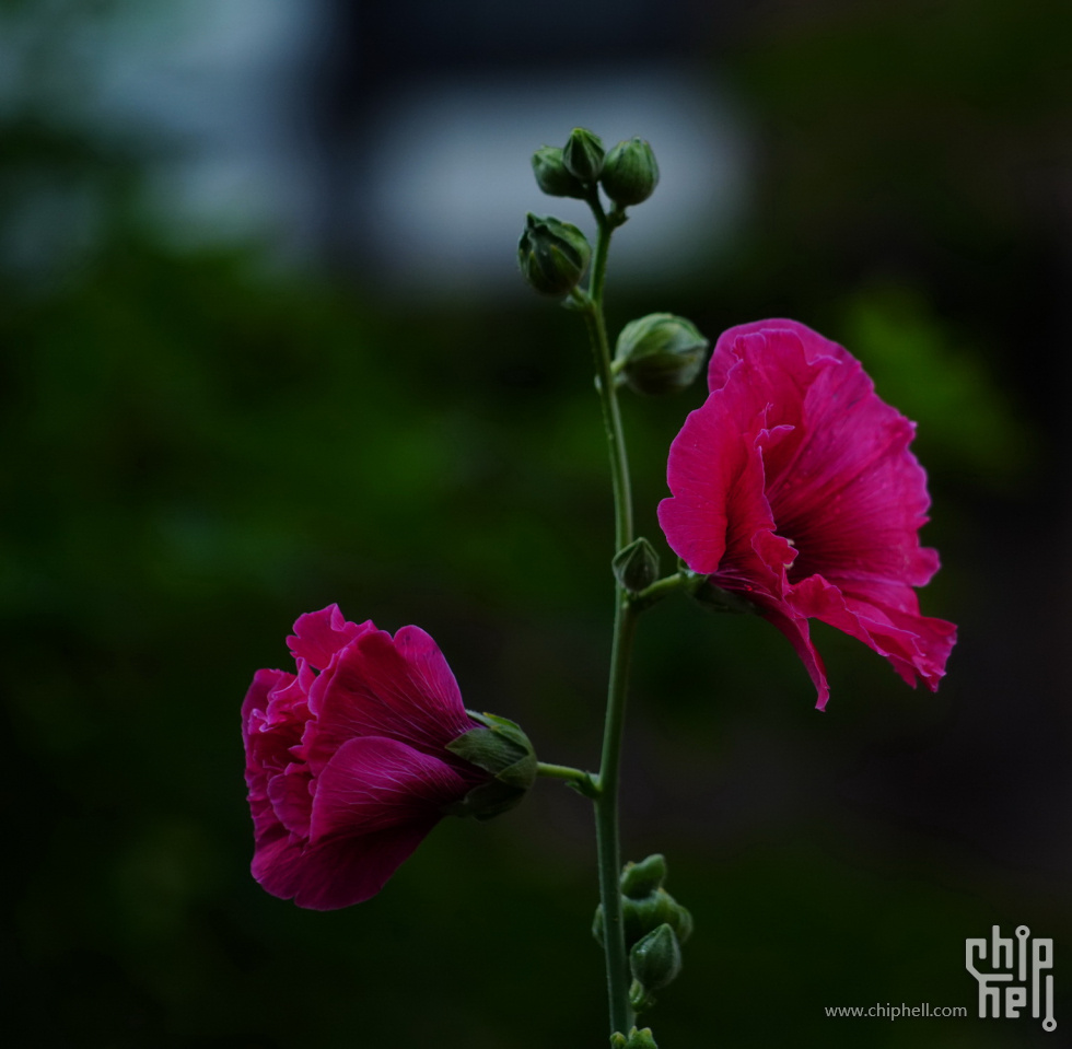 DSC07885.JPG