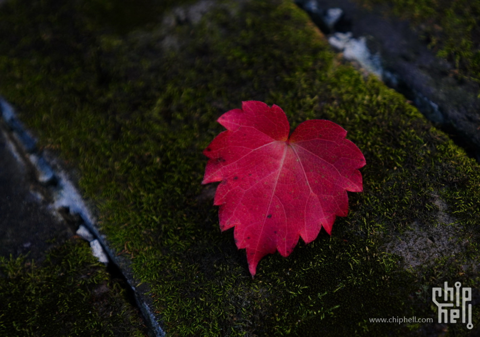 DSC09040-1.JPG