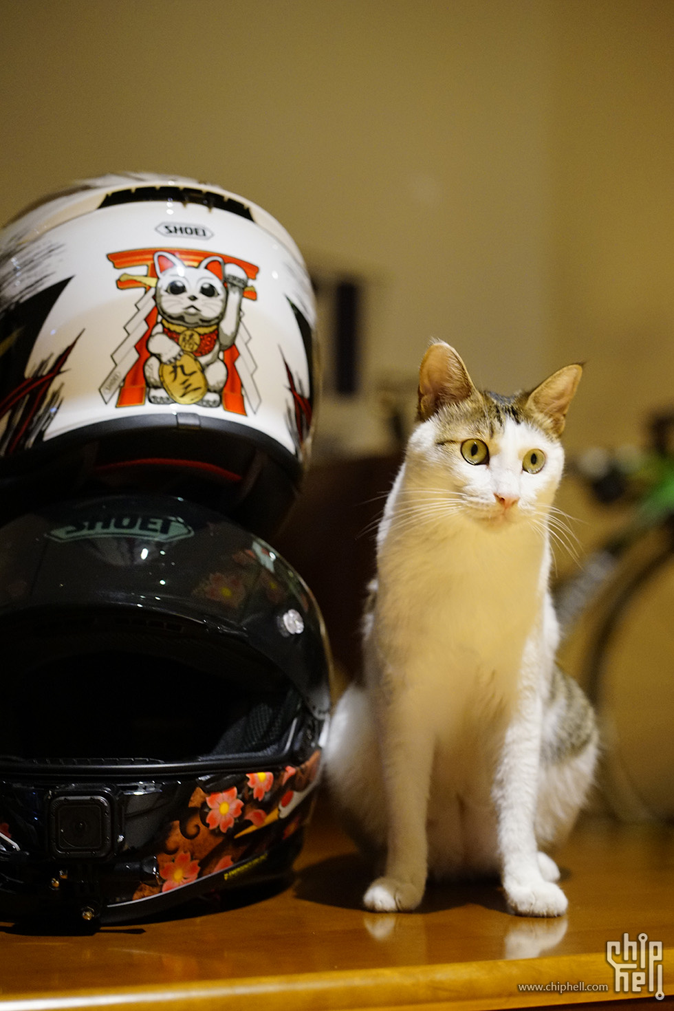 shoeiz7招财猫开箱真人秀