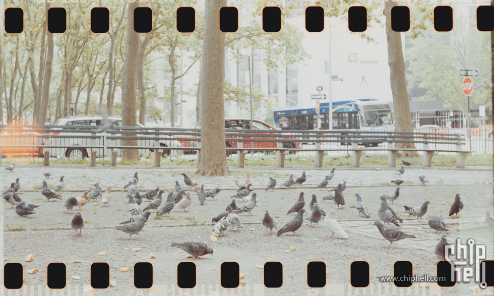 sample_pigeons.jpg