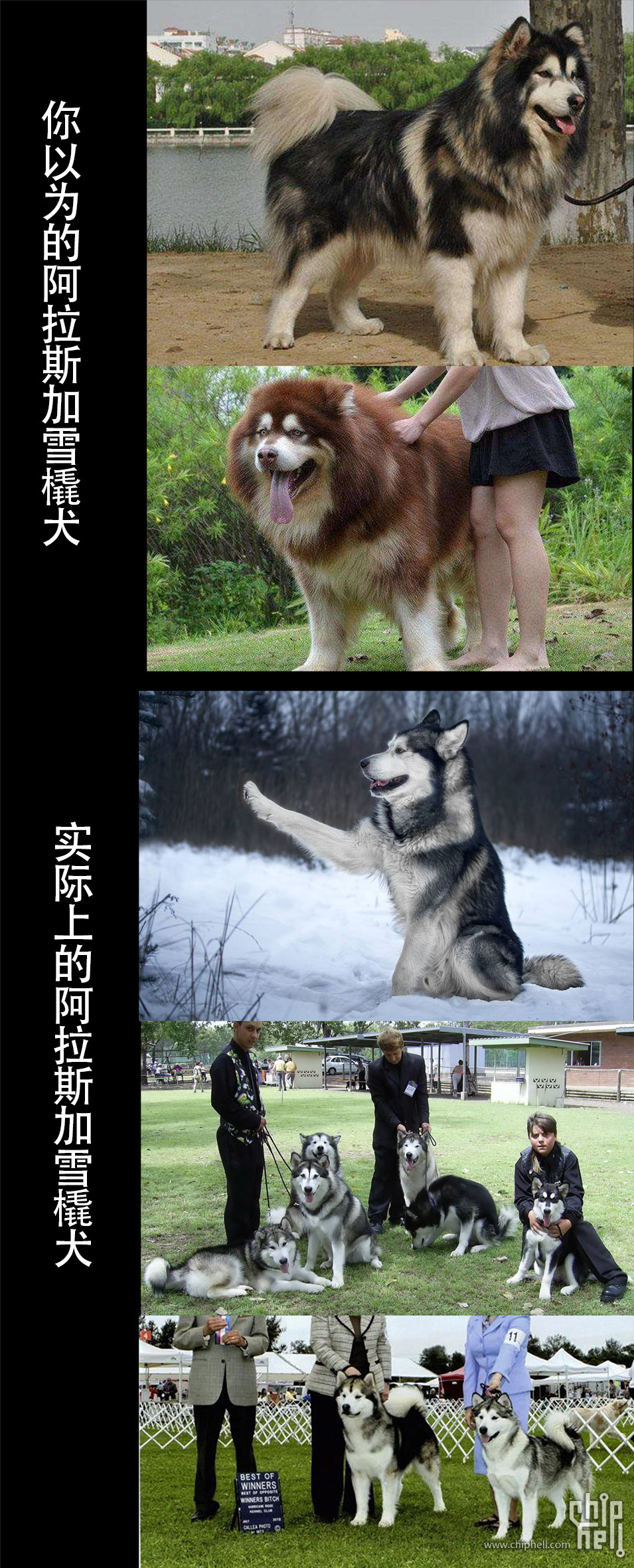 alaskan malamute.jpg