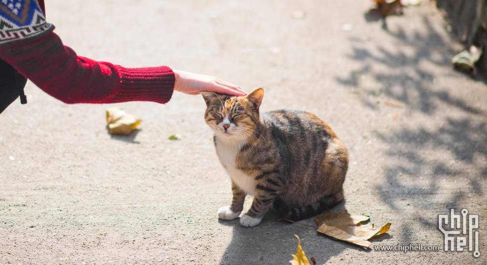 南大的猫熟练得让人心疼