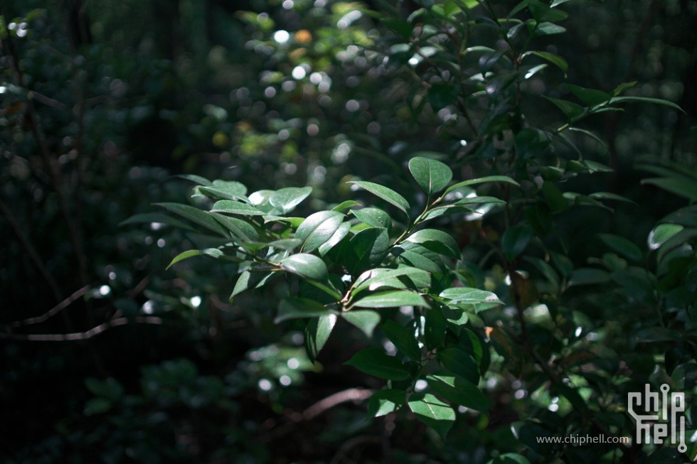 DSC01882_DxO_结果.jpg