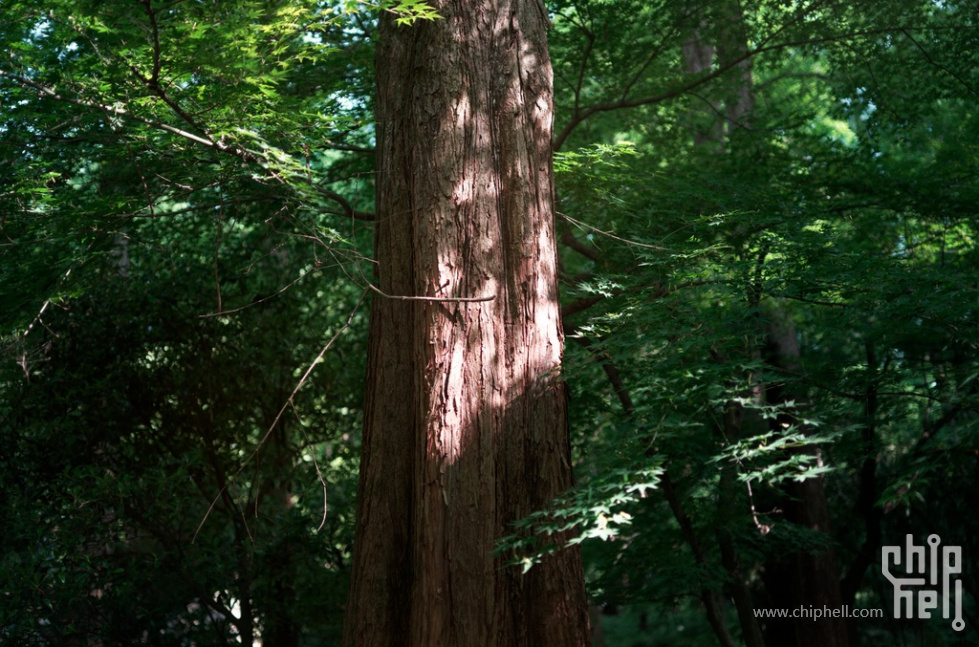 DSC01897_DxO_结果.jpg