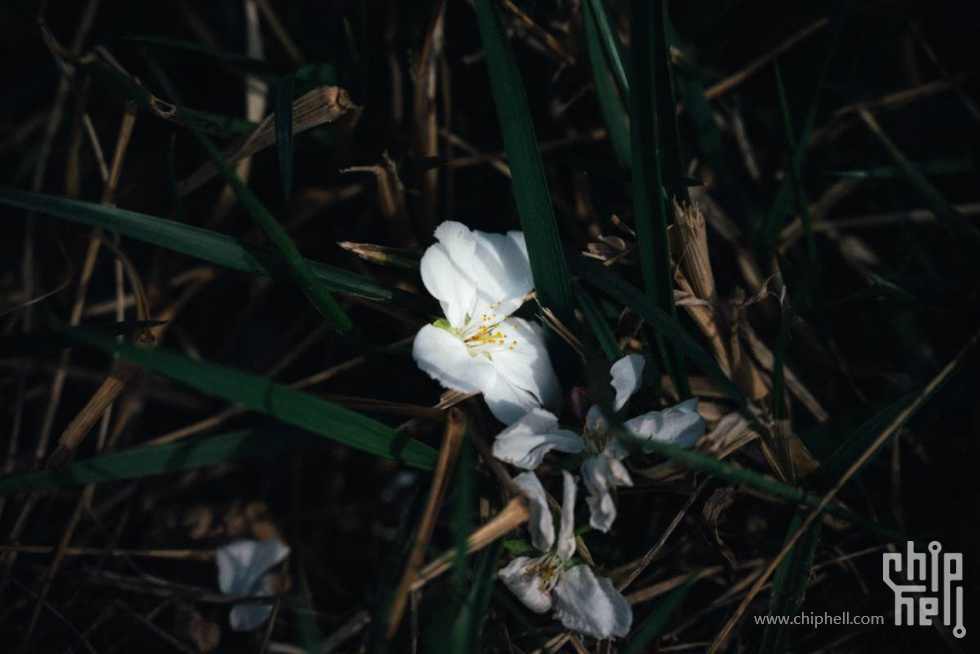 DSC_1946 - 自定义.JPG