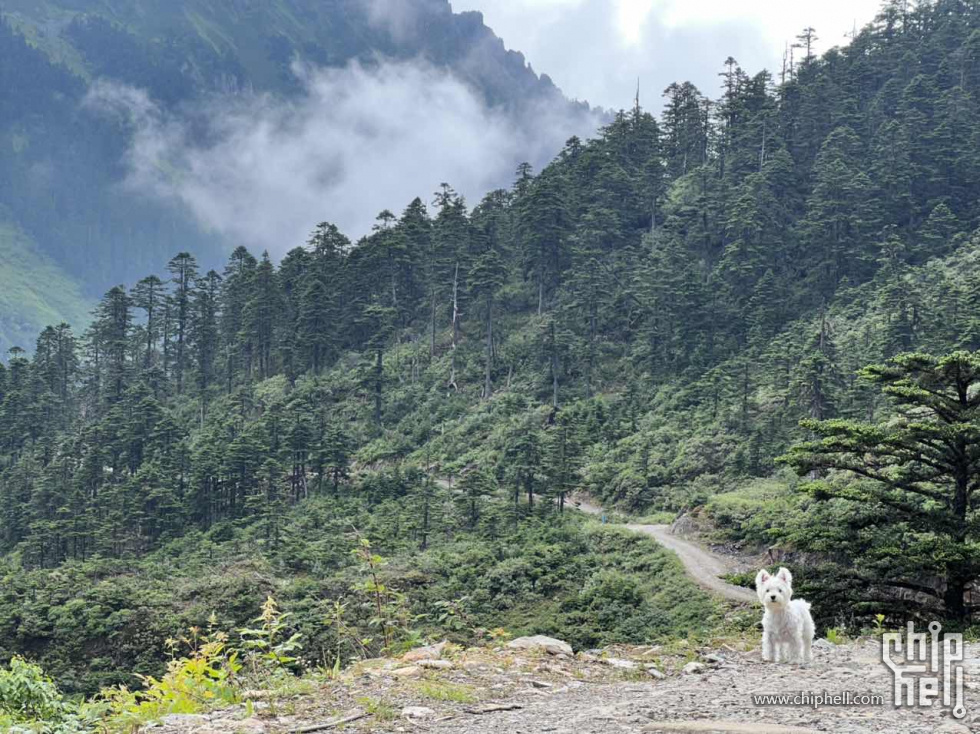 按照惯例，家中恶犬出场