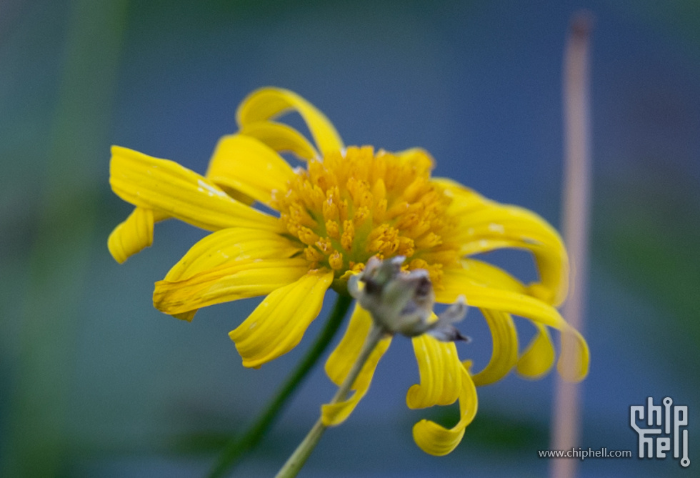 DSC_3044-1-2.jpg