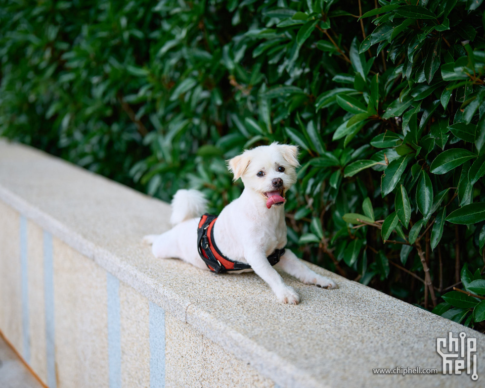 2022-07-20 17.33.24-A1_09822-tutu&amp;pi-ILCE-1-05174021-Sony FE 50mm F1.2 GM (SEL50.jpg