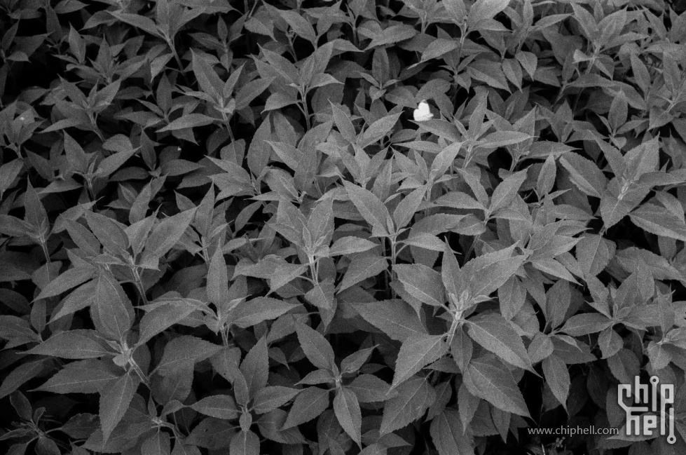 Leica M3 伊尔福HP5 6.jpg