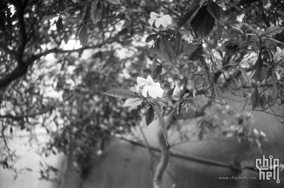 Leica M3 伊尔福HP5 7.jpg