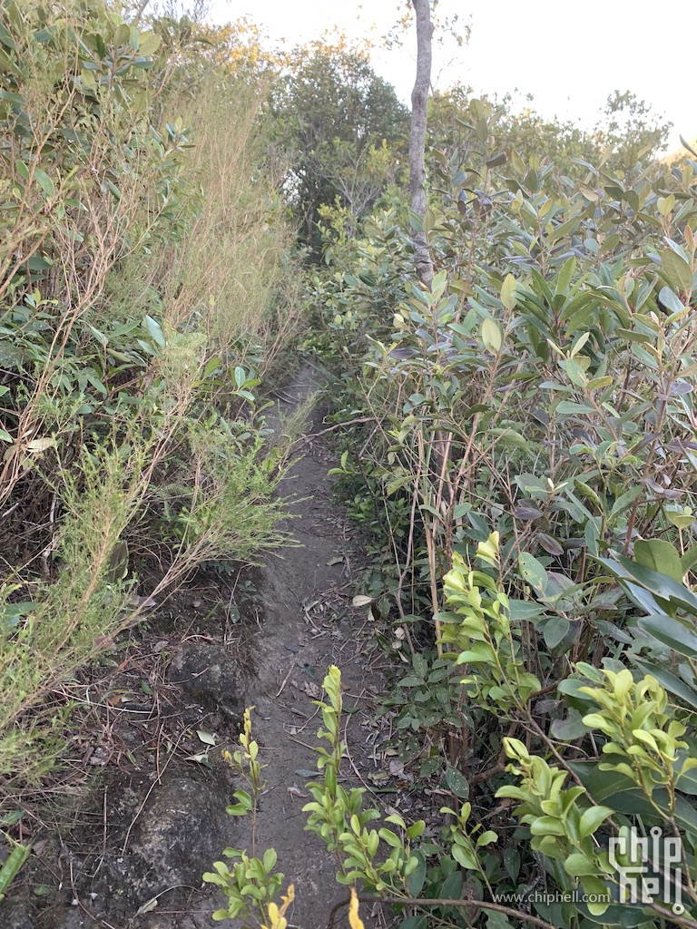 一路上许多地方都是这样的茂密植被中辟出来的狭窄小路。