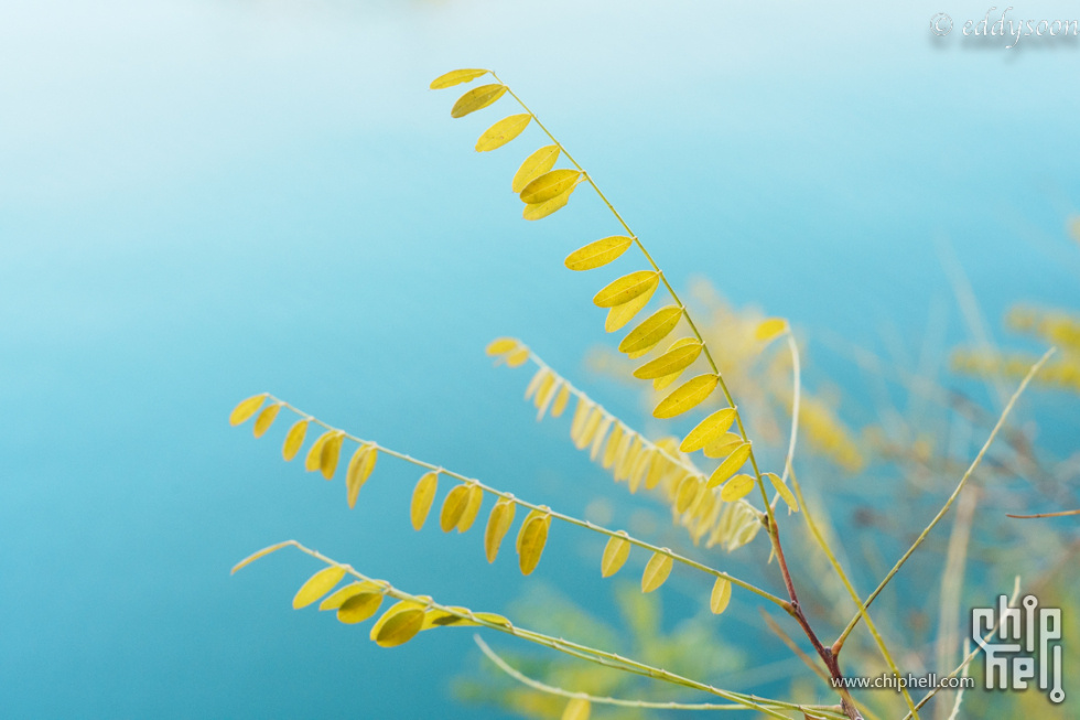 10月底河边小树