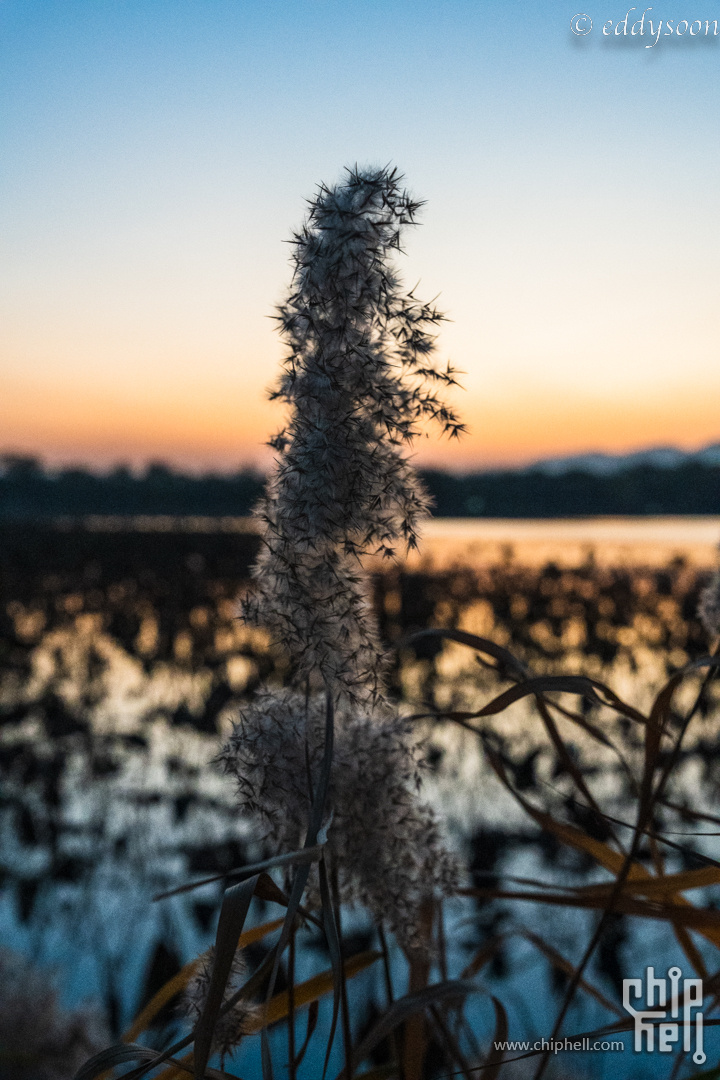 芦苇花