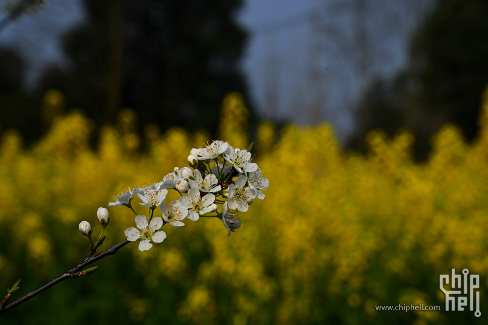 DSC_1430_副本.jpg