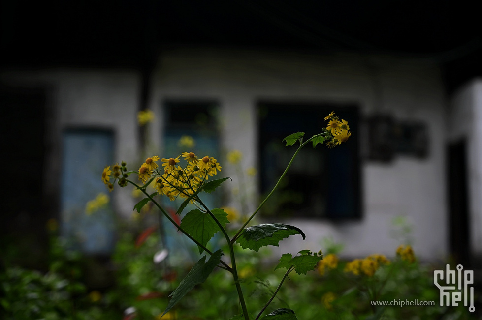 DSC_1474_副本.jpg