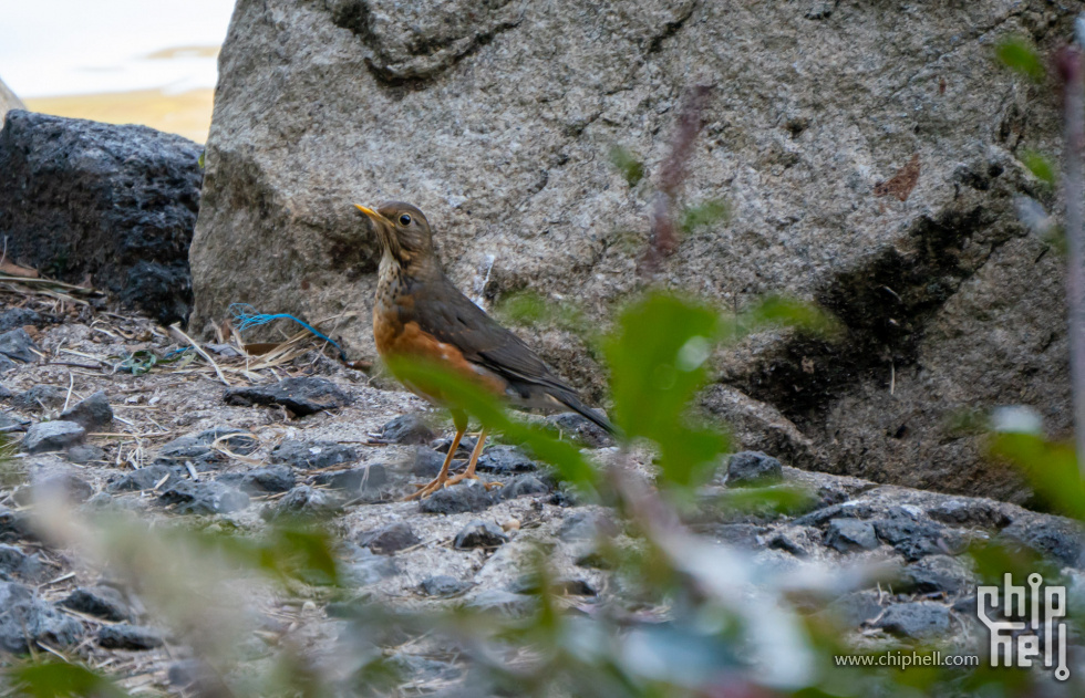 黑胸鸫母_DSC7084.jpg