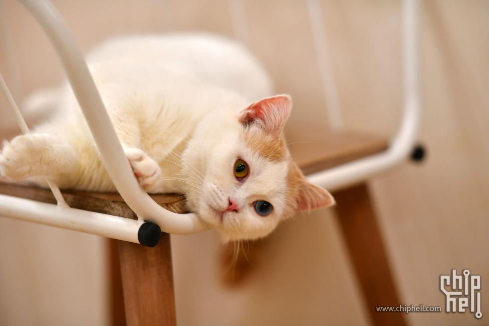 20230416_猫咖_028.JPG