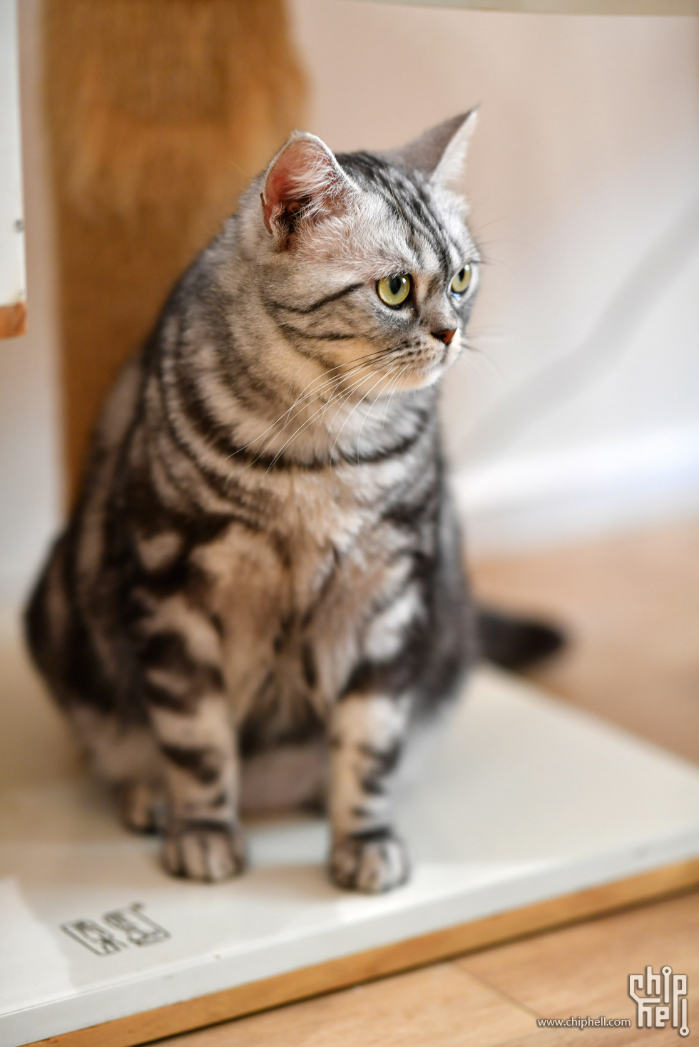 20230416_猫咖_033.JPG