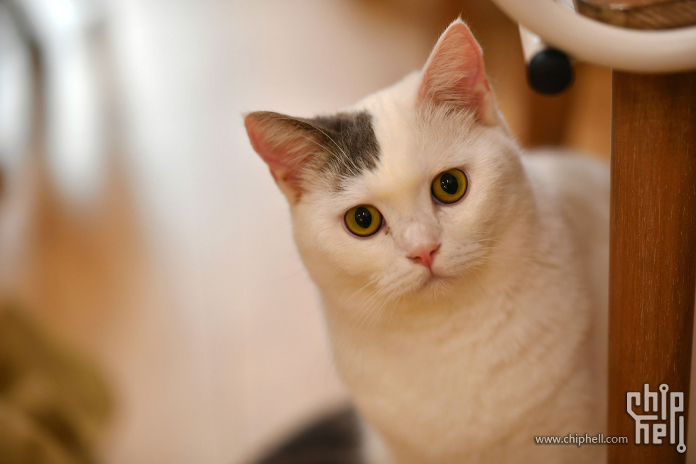 20230416_猫咖_037.JPG