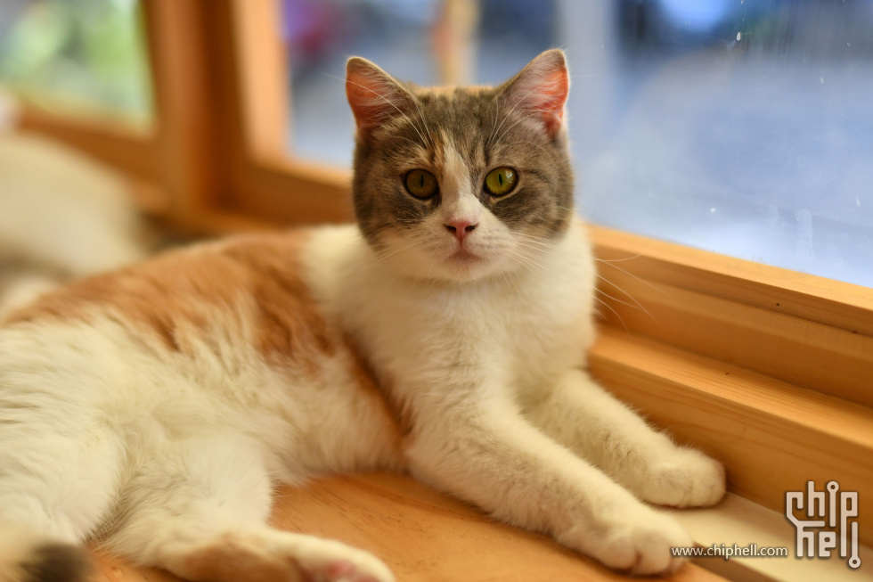 20230416_猫咖_040.JPG