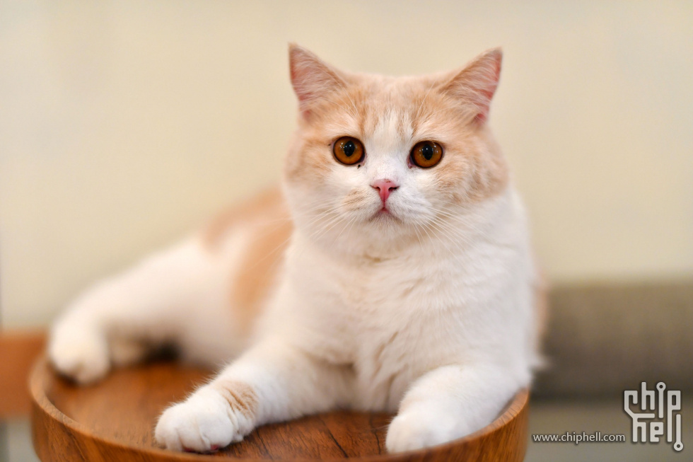 20230416_猫咖_053.JPG