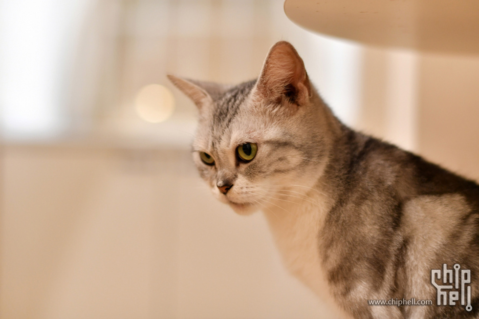 20230416_猫咖_066.JPG