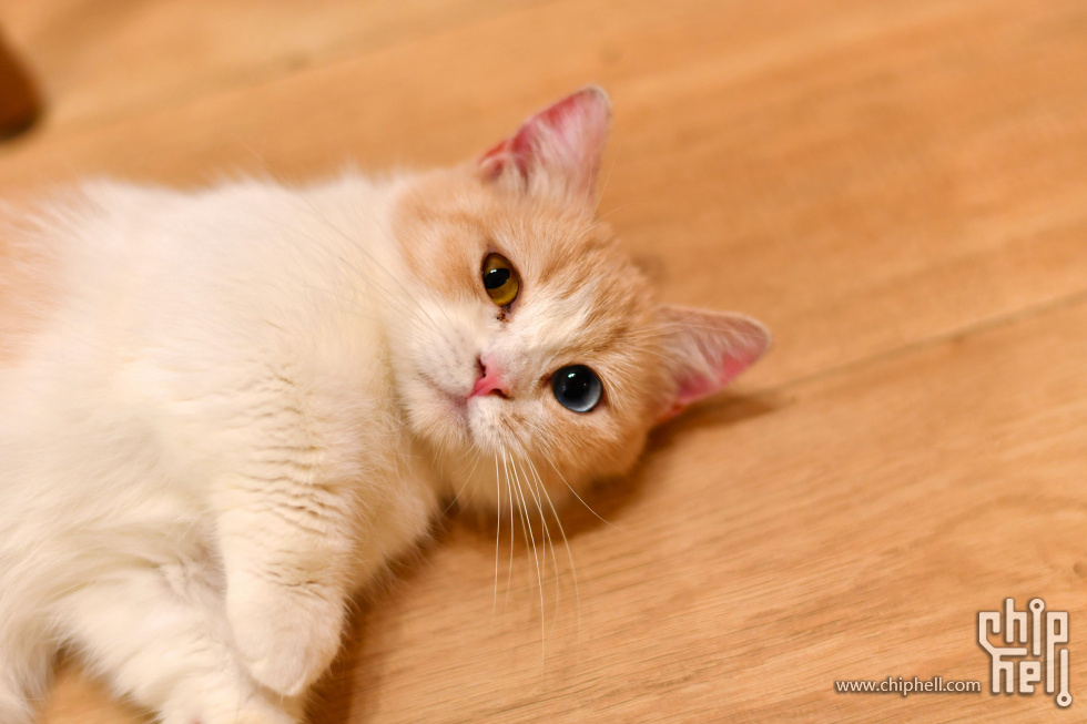 20230416_猫咖_073.JPG