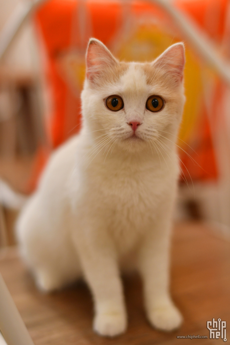 20230416_猫咖_092.JPG