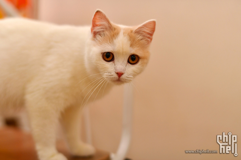 20230416_猫咖_093.JPG