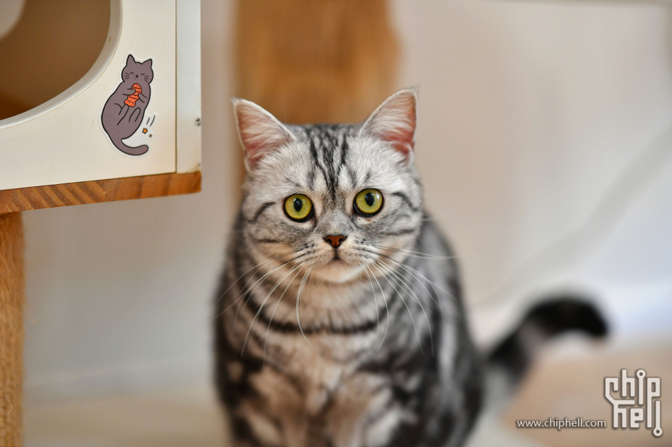 20230416_猫咖_030.JPG