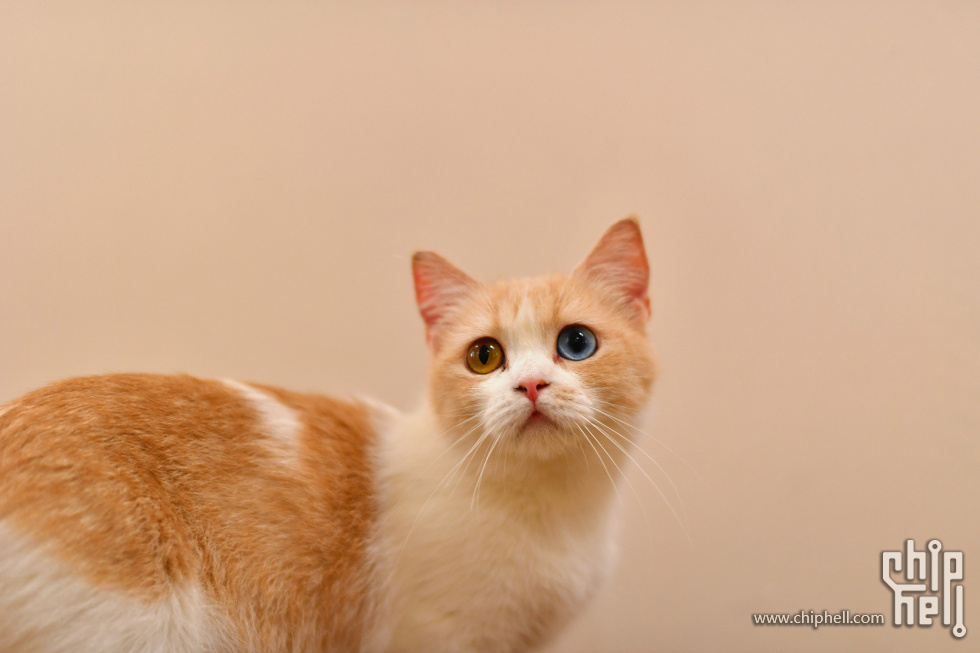 20230416_猫咖_105.JPG
