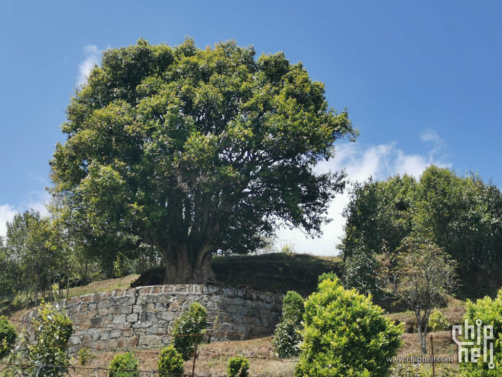 临沧凤庆香竹箐3200年茶祖
