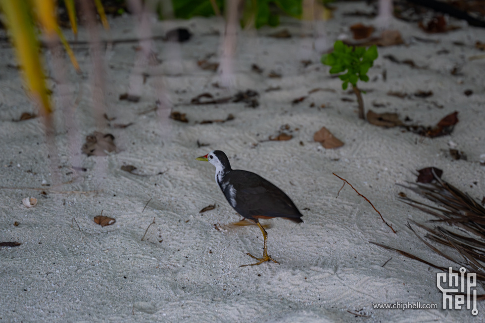 20230509-_DSC5450-已增强-降噪.jpg