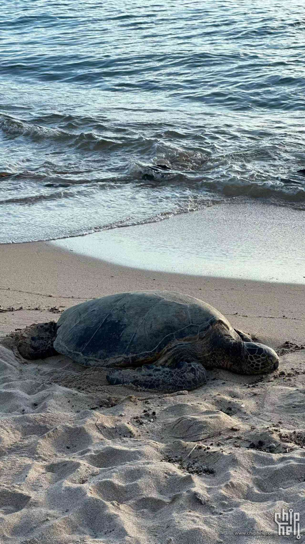 在海边休息的海龟