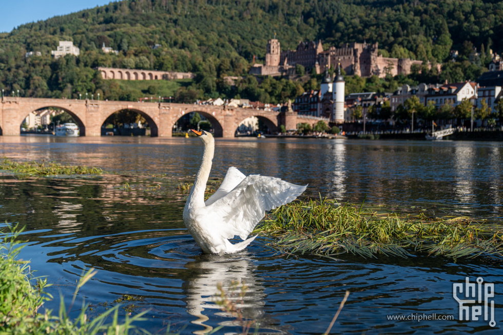 Heidelberg-02945.jpg