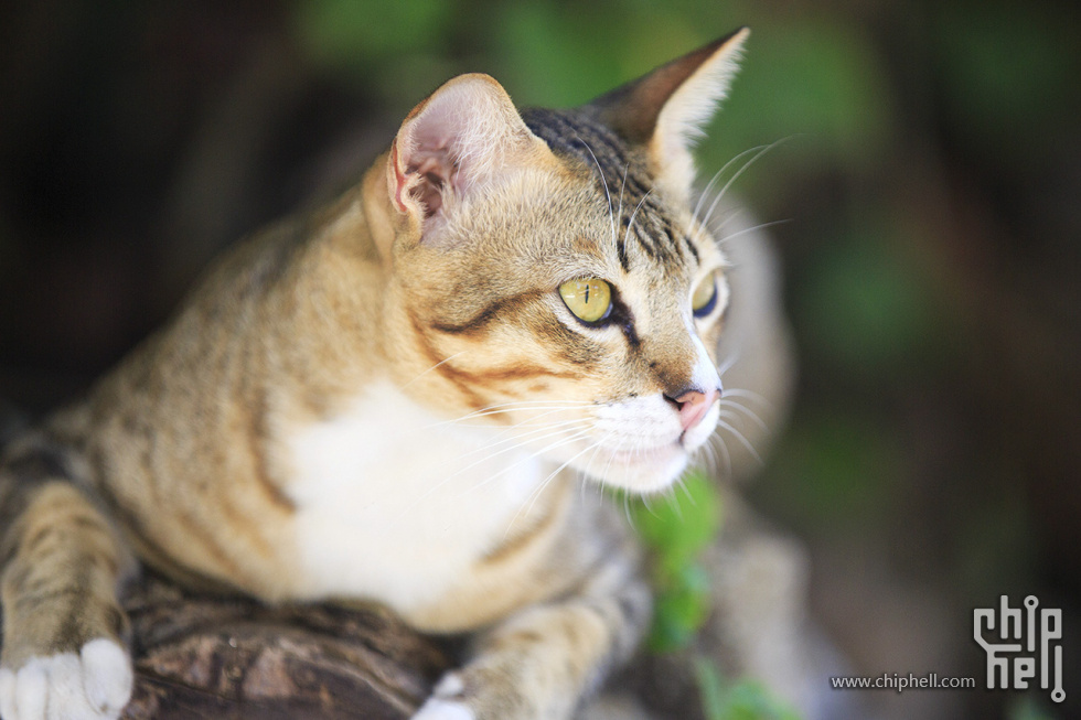 ประเทศไทย-20131222-2Z6A0485.jpg